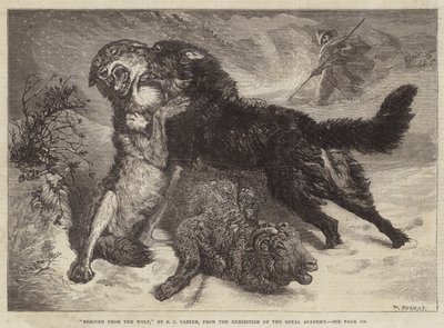 Sauvé du loup - Samuel John Carter